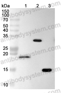 Anti-6*His Tag (HHHHHH) Antibody (AS01)